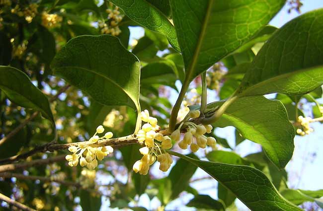 大多数桂花是在几月开花？