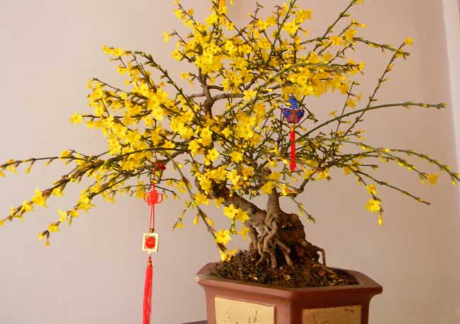 腊梅盆景的制作办法