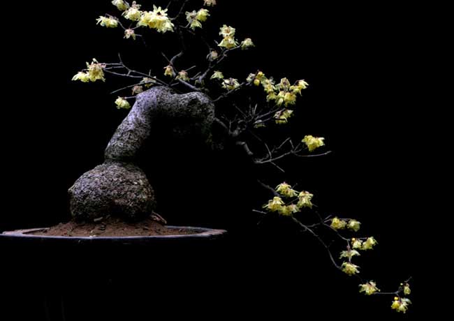 腊梅盆景的制作办法