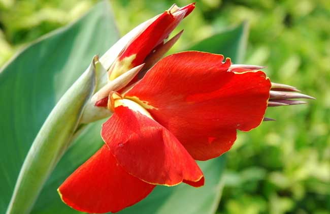 美人蕉的养殖办法