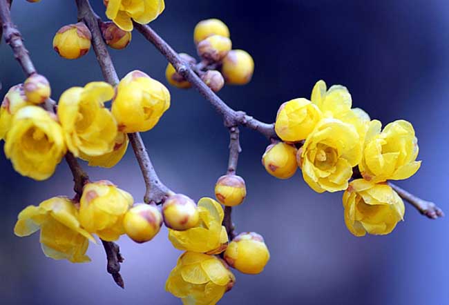 腊梅盆景的制作办法