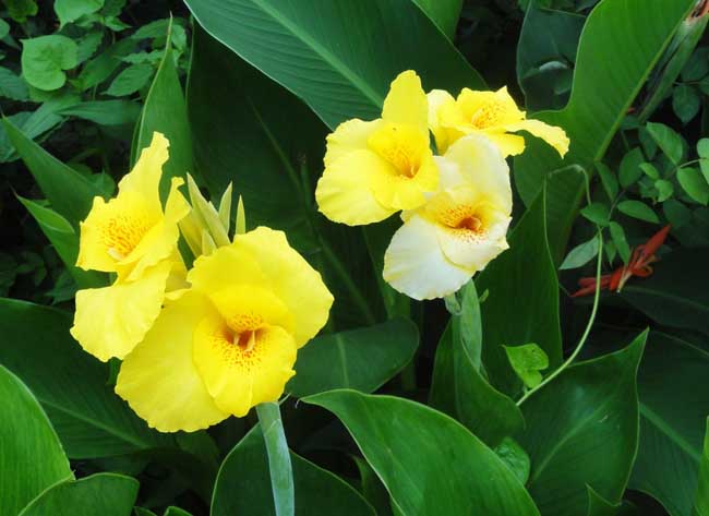 美人蕉的养殖办法