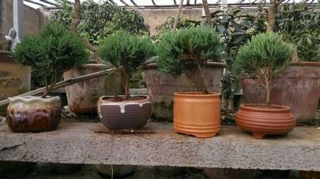 蓬莱松的价钱及盆景养殖办法