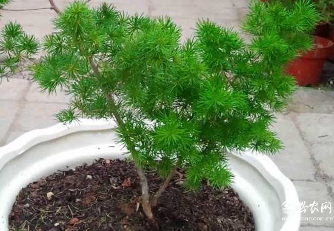 蓬莱松的价钱及盆景养殖办法