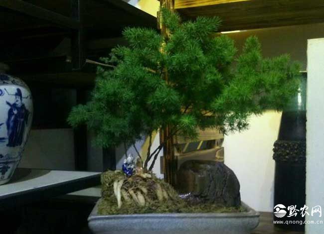 蓬莱松的价钱及盆景养殖办法
