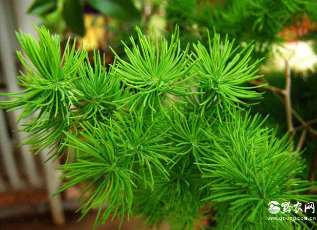 蓬莱松的价钱及盆景养殖办法