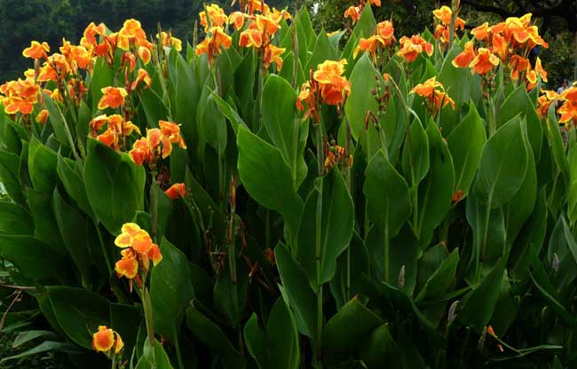 美人蕉的养殖办法