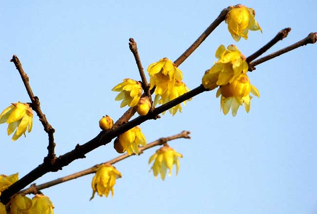 腊梅的花语是啥?