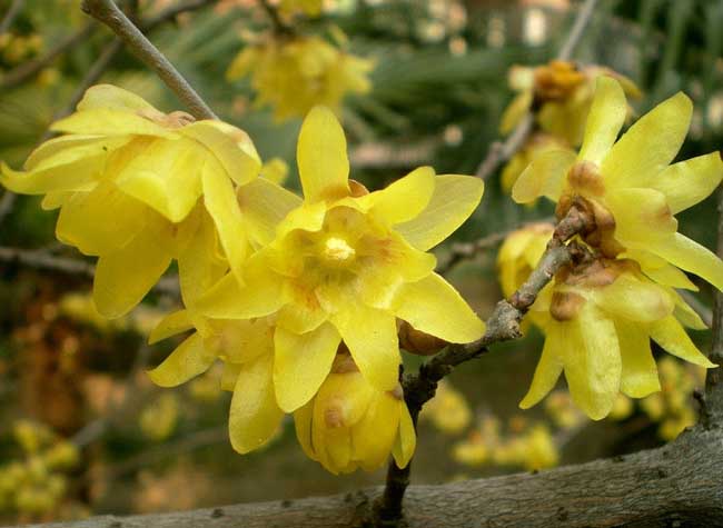 腊梅的花语是啥?