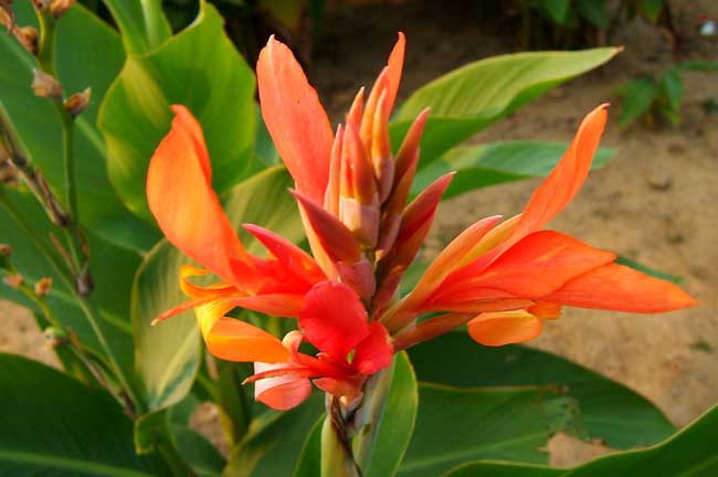 美人蕉的养殖办法