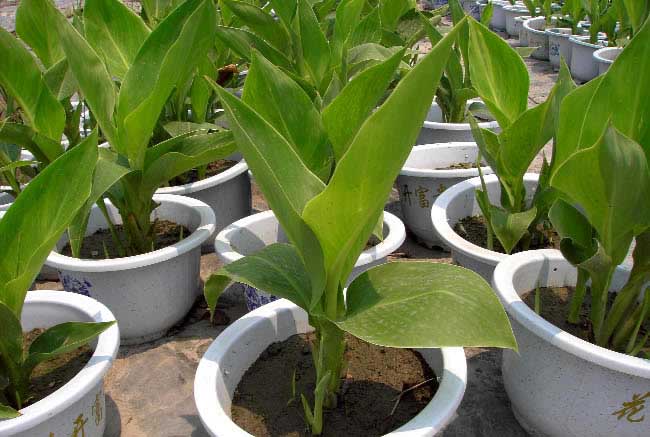 美人蕉的养殖办法