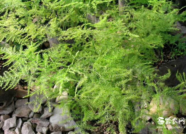 文竹的花语是啥?