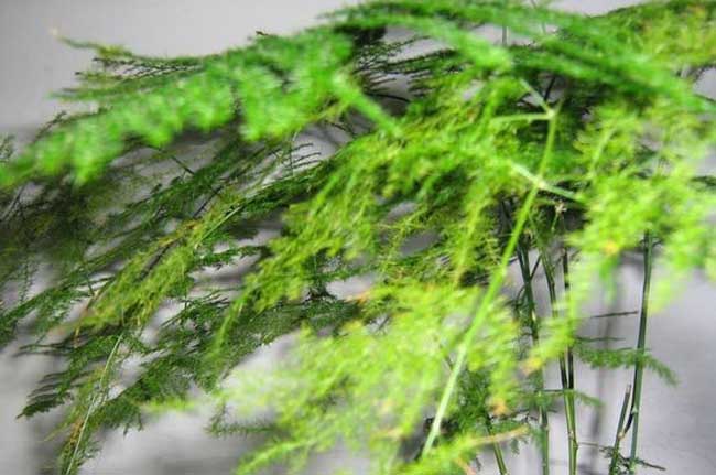 文竹的花语是啥?