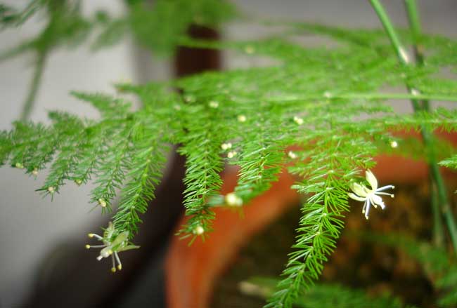 文竹的花语是啥?