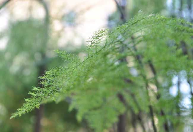 文竹的花语是啥?