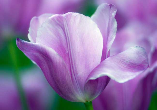 紫色郁金香的花语和故事传说