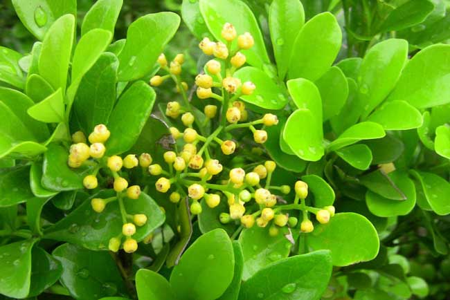 种植米兰花注意事项什么？