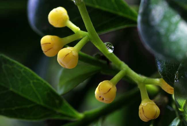 种植米兰花注意事项什么？