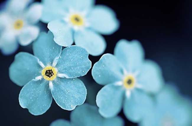 勿忘我的花语和故事传说