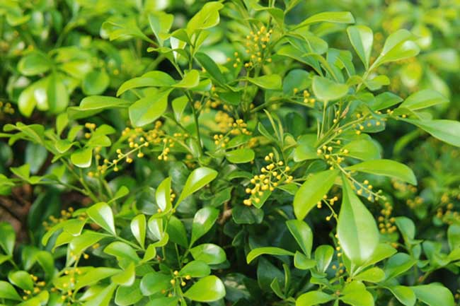 米兰花掉叶子解决办法？