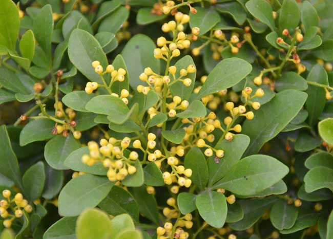 米兰花掉叶子解决办法？