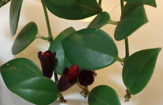 口红吊兰的养殖办法