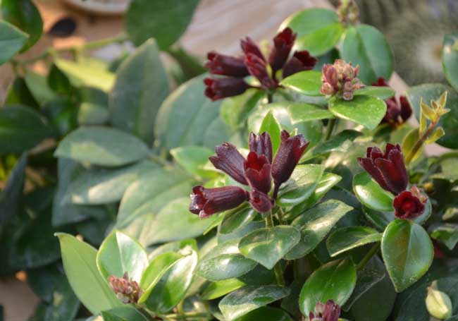 口红吊兰的养殖办法