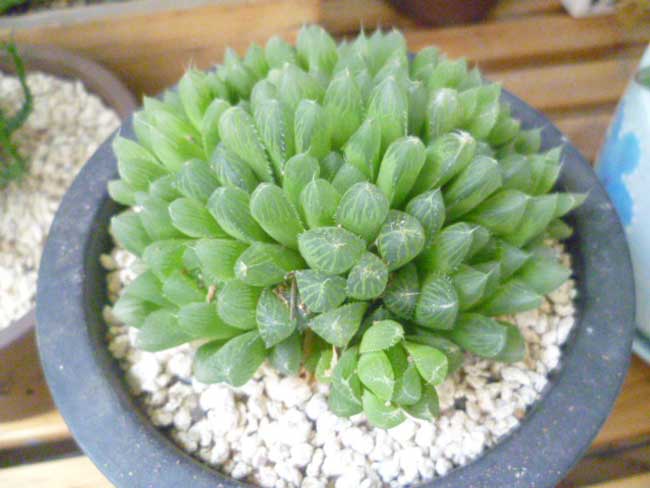 冰灯玉露的养殖办法