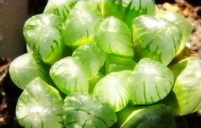 冰灯玉露的养殖办法