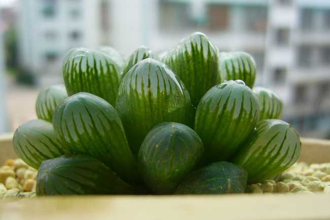 冰灯玉露的养殖办法