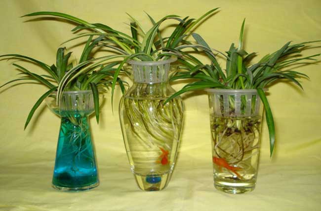 水培吊兰的养殖办法