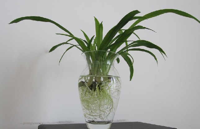 水培吊兰的养殖办法