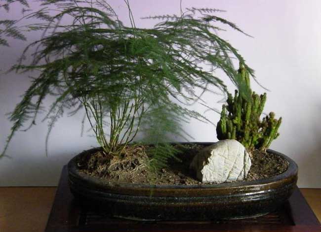 文竹盆景制作办法