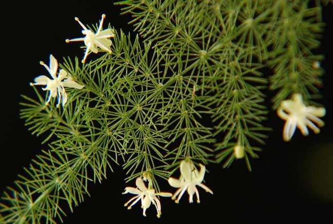 文竹长高解决办法?