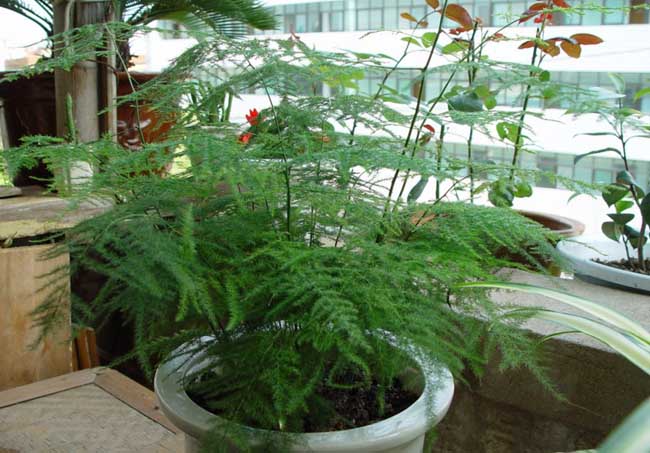 文竹长高解决办法?