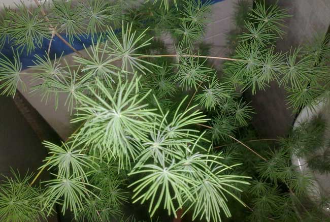 文竹长高解决办法?