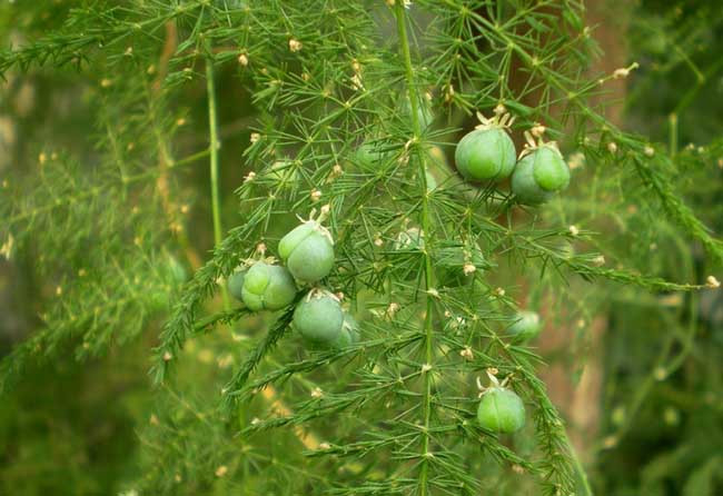 文竹长高解决办法?