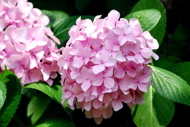 绣球花的繁殖办法有哪些?