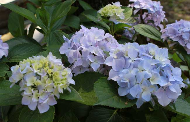 绣球花的繁殖办法有哪些?