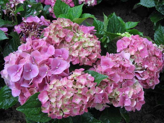 绣球花的繁殖办法有哪些?