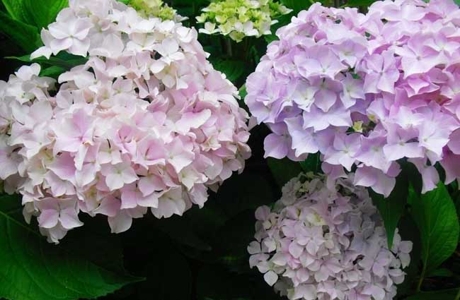 绣球花的繁殖办法有哪些?