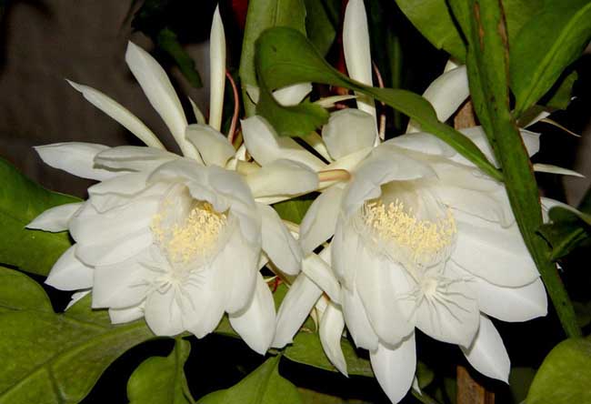 昙花什么时候开花？