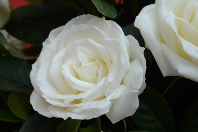 白玫瑰的花语是啥？