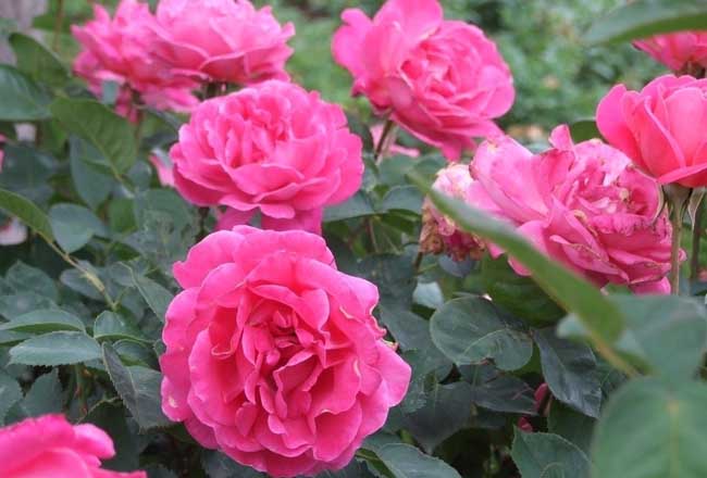 月季花种子怎么种？