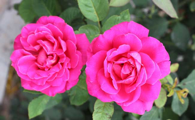 月季花种子怎么种？