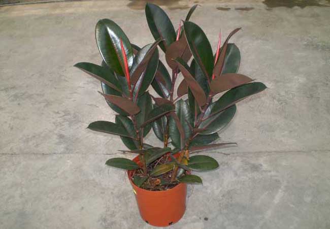 橡皮树的扦插办法