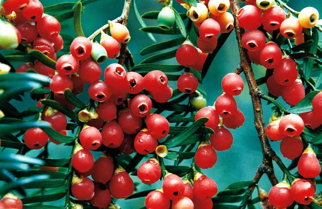 红豆杉种子怎么种？