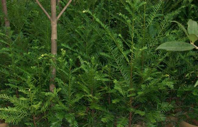 红豆杉种子怎么种？