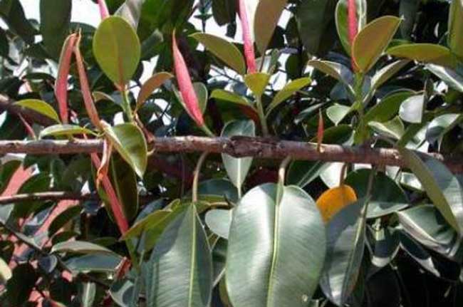 橡皮树的扦插办法