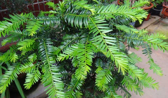 红豆杉种子怎么种？